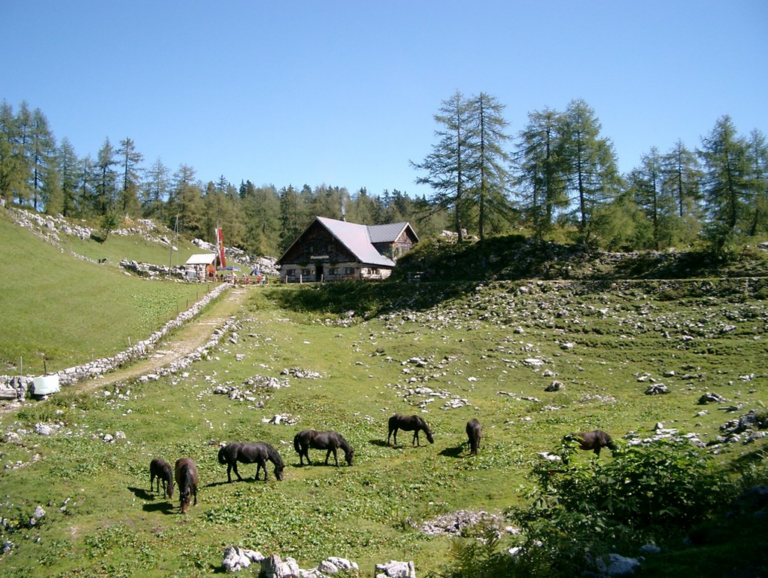 moosangerlalm3 768x578